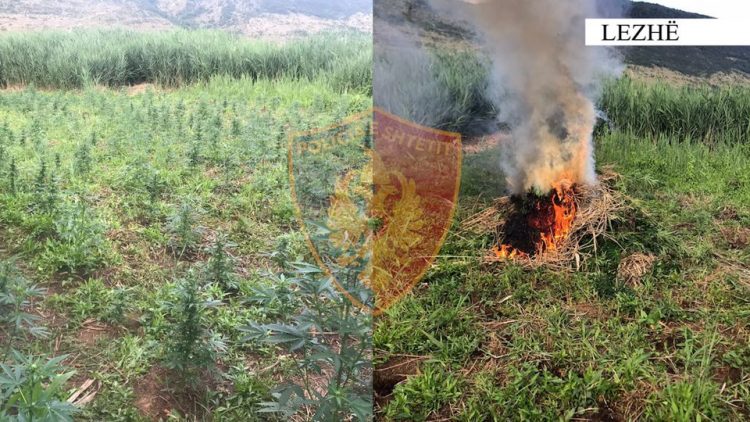 Asgjësohen 600 bimë kanabis në Lezhë, asnjë autor i identifikuar