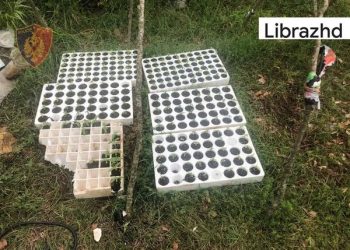 Asgjesohen afro 600 fidanë kanabis në Librazhd, në kërkim autorët