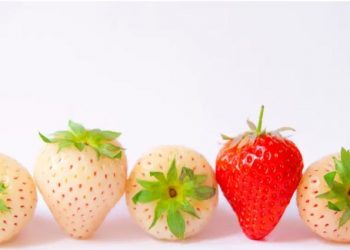 Luleshtrydhet e bardha, cilat janë karakteristikat e tyre