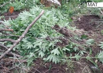 Asgjesohen 350 bimë kanabis, arrestohet 33-vjeçari në Mat