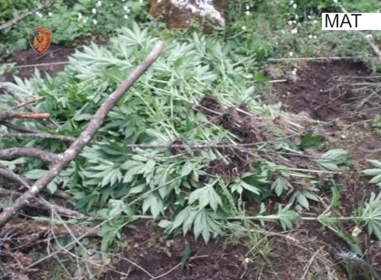 Asgjesohen 350 bimë kanabis, arrestohet 33-vjeçari në Mat