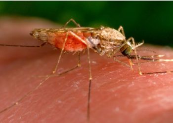 Evitoni këtë ngjyrë sepse tërheq mushkonjat