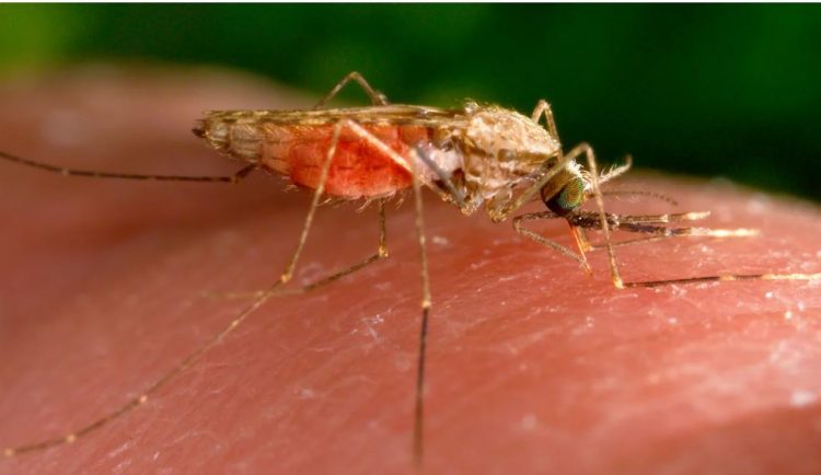 Evitoni këtë ngjyrë sepse tërheq mushkonjat