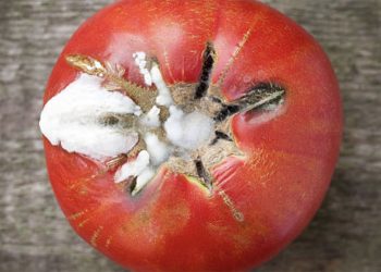 Çfarë ndodh në organizmin tuaj nëse hani ushqim të mykur