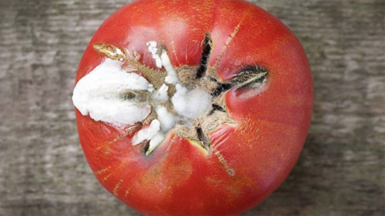 Çfarë ndodh në organizmin tuaj nëse hani ushqim të mykur