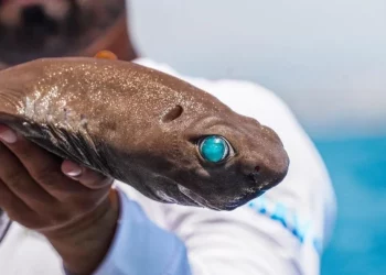 Peshkaqeni me sy smeraldi bie në rrjetën e peshkatarit