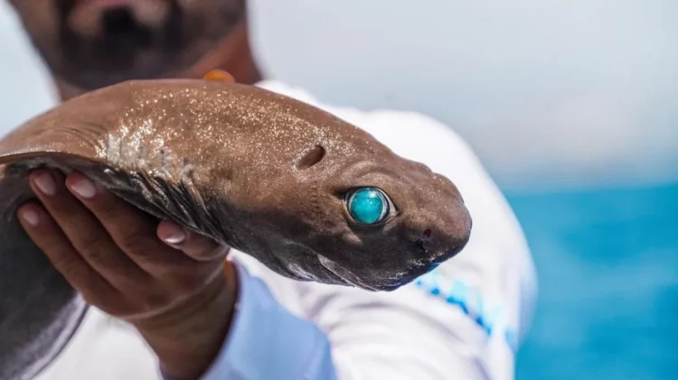 Peshkaqeni me sy smeraldi bie në rrjetën e peshkatarit