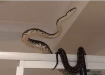 Tmerrohet burri, gjen pitonin në tualetin e shtëpisë (VIDEO)
