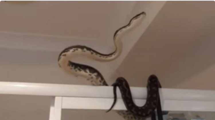 Tmerrohet burri, gjen pitonin në tualetin e shtëpisë (VIDEO)