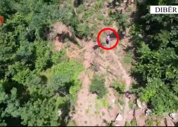 VIDEO/ Asgjesohen 233 bimë kanabis në Dibër, në pranga ‘vaditësi’ 62-vjeçar