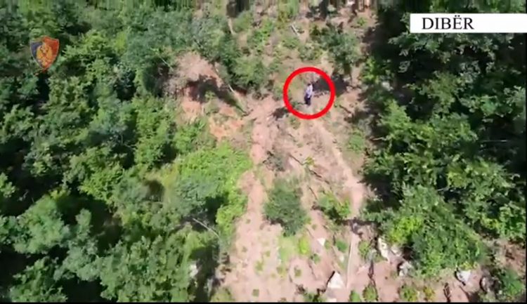 VIDEO/ Asgjesohen 233 bimë kanabis në Dibër, në pranga ‘vaditësi’ 62-vjeçar