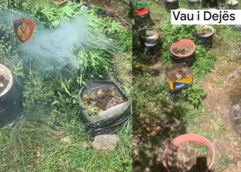 Drogë në Vaun e Dejës, asgjësohen 583 fidanë kanabis