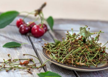 Vetitë kuruese të çajit me bishtat e qershive, ja sëmundjet që lufton
