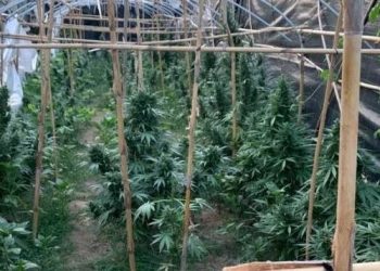 Zbulohen 6 sera me drogë, arrestohen dy të rinj në Velipojë