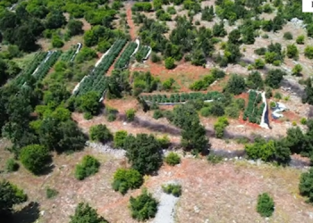 Asgjësohen rreth 5000 bimë kanabisi në Shkodër, në pranga një person