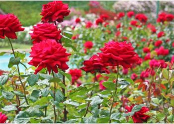 Ja vlerat unike të petaleve të trëndafilit