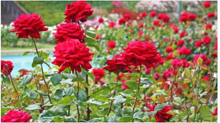 Ja vlerat unike të petaleve të trëndafilit