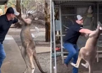 E paparë! Turisti përleshet me kangurin në Australi (VIDEO)