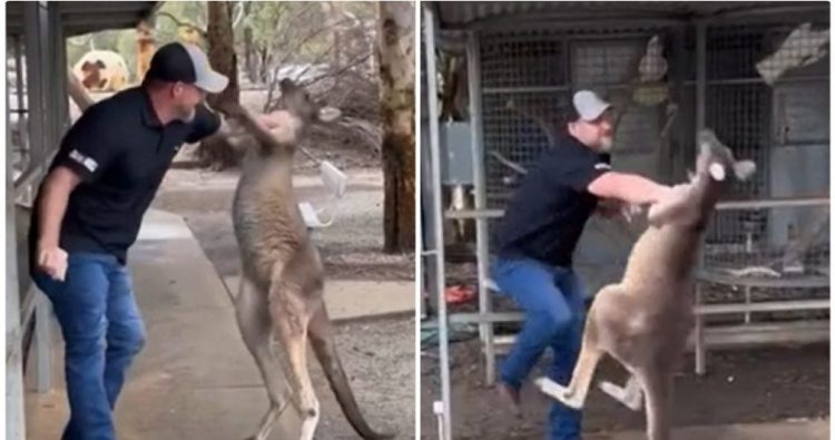 E paparë! Turisti përleshet me kangurin në Australi (VIDEO)