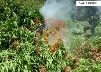 Asgjësohen 73 fidanë kanabis në Vaun e Dejës, arrestohet një person