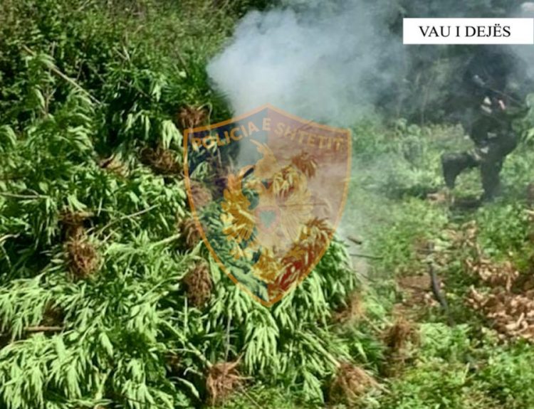 Asgjësohen 73 fidanë kanabis në Vaun e Dejës, arrestohet një person