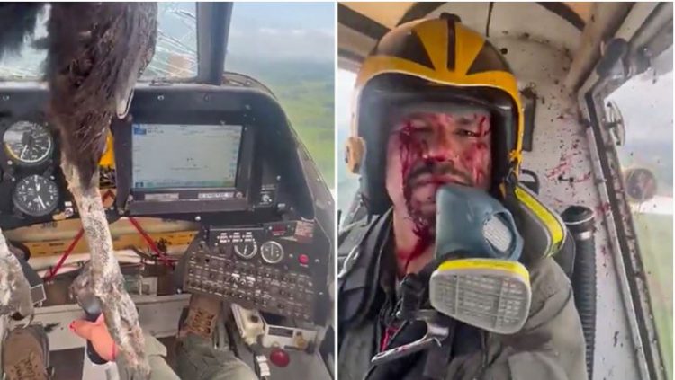 VIDEO/ Shpendi i madh përplaset me aeroplanin, mbulon me gjak pilotin
