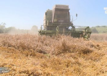 “Karteli i miellit” falimenton fermerët që mbjellin grurë