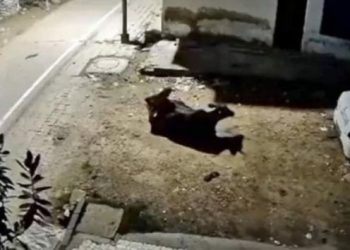 VIDEO/ Kapet 65-vjeçari duke kryer s*ks me lopën