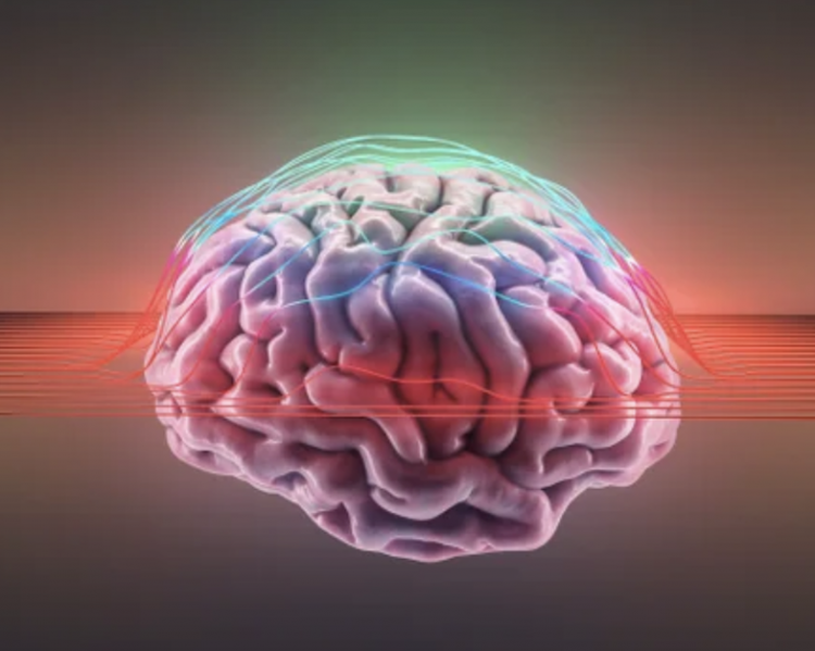 Aktivitet që duhet të bëni për të parandaluar plakjen e trurit