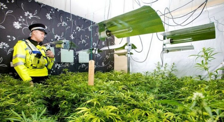 Punonin në një fermë kanabisi me vlerën 4,5 milion paund, arrestohet 2 të rinjtë shqiptarë (FOTO dhe EMRAT)