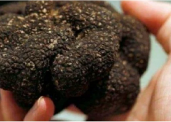 “Rrënja më e shtrenjtë në botë”, gazetarja: Shitet deri në 90 mijë Euro, gjendet edhe në vendin tonë