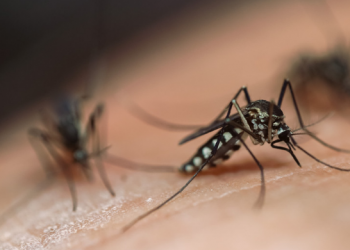 Ka një arsye pse jeni “të përzgjedhurit” e mushkonjave