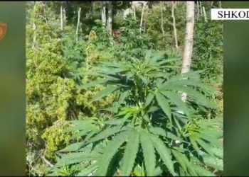 Kanabisi “pushton” Veriun, Policia e asgjëson, asnjë i arrestuar