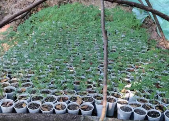 Braktiset plantacioni gjigant i hashashit në kufiri me Shqipërinë