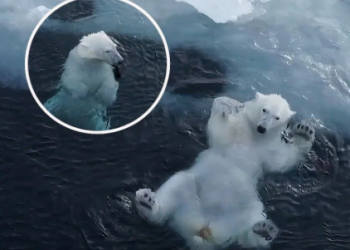 (Video) Vapë! Kamerat kapin “mat” ariun, luan si mjellmë në ujë