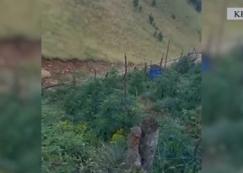 ‘Territor i pastër’, Policia ngre dronët për kanabis në Krujë