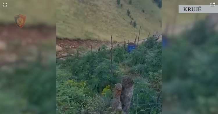 ‘Territor i pastër’, Policia ngre dronët për kanabis në Krujë