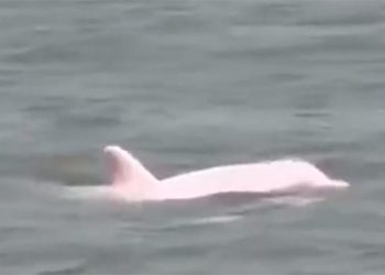 Gjallesa e “çuditshme” shfaqet përballë peshkatarit teksan