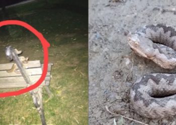 Gjarpri më i rrezikshëm i Europës shfaqet në Kosovë