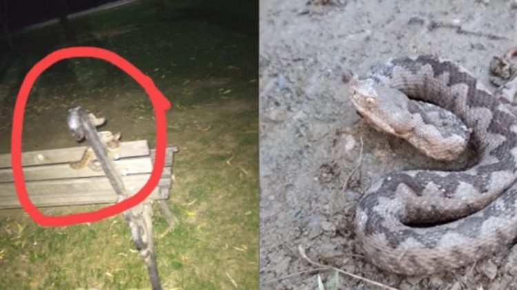 Gjarpri më i rrezikshëm i Europës shfaqet në Kosovë