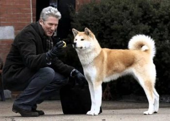 Është simbol i besnikërisë, Hachiko mbush sot 100 vjeç