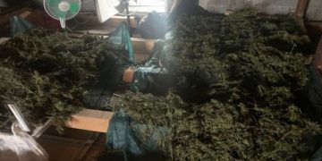 “A jeni për punë?”/ Ja si rekrutoheshin “gratë e hashashit”