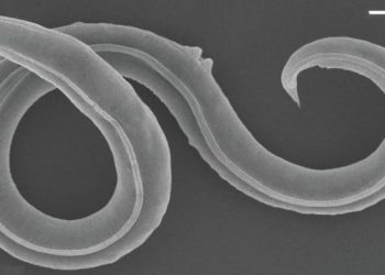 Shkencëtarët rikthejnë në jetë gjallesën 46,000-vjeçare