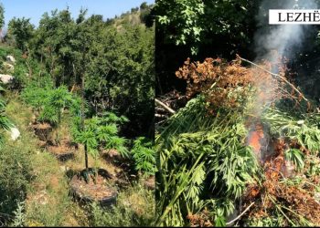 Digjet droga e mbjellë në 3 njësi administrative të Lezhës