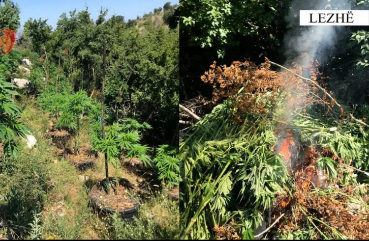Digjet droga e mbjellë në 3 njësi administrative të Lezhës