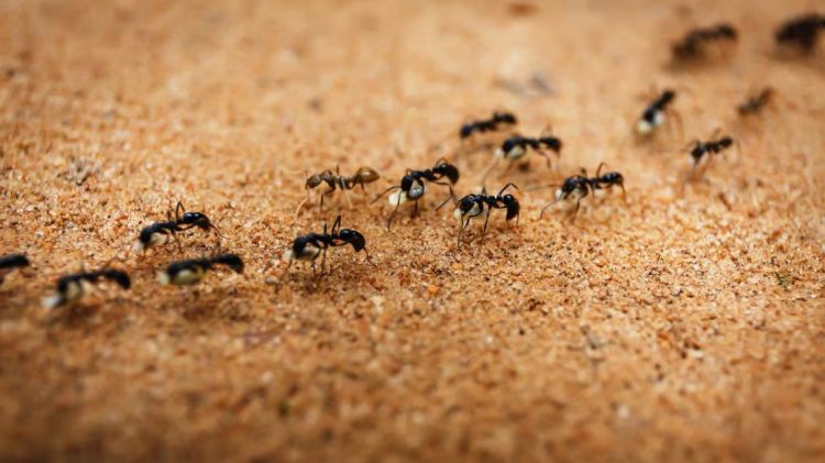 Nuk është aq banale sa duket/ Ja pse milingonat ecin gjithmonë në rresht