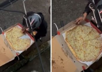 Shoferi i porosive filmohet në aksion, ajo që bën me picën është interesante