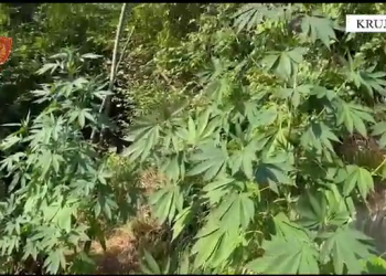 VIDEO/ Asgjesohen 4941 bimë kanabis në Krujë