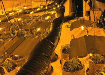 Mbi 1 mijë të arrestuar, sekuestrohet kanabis me vlerë mbi 130 mln paund/ Çfarë ndodh në Britani (VIDEO)