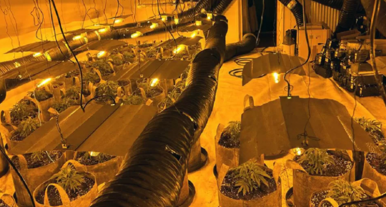 Mbi 1 mijë të arrestuar, sekuestrohet kanabis me vlerë mbi 130 mln paund/ Çfarë ndodh në Britani (VIDEO)